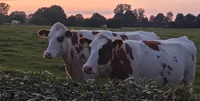 Agriculture & Livestock